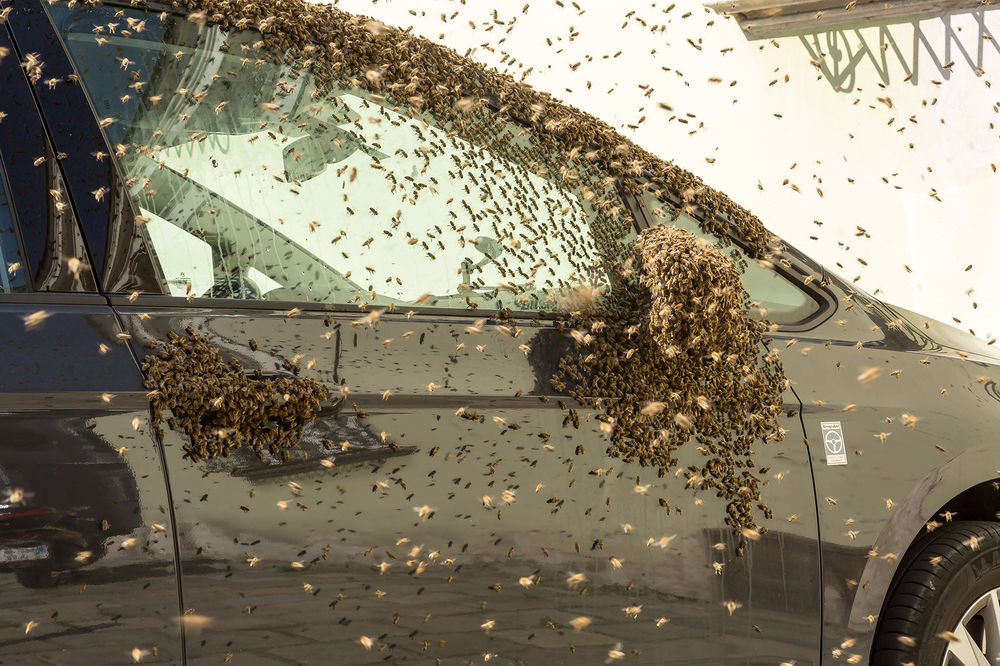 Bienenschwarm - © FF Krems
