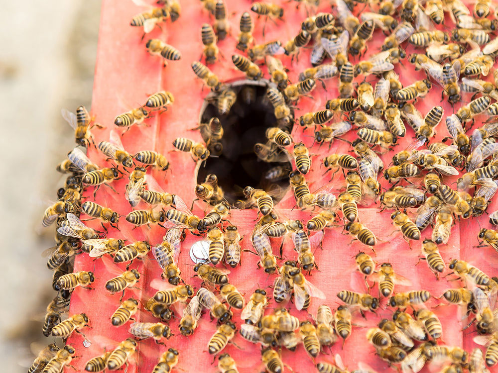 Bienenschwarm - © FF Krems